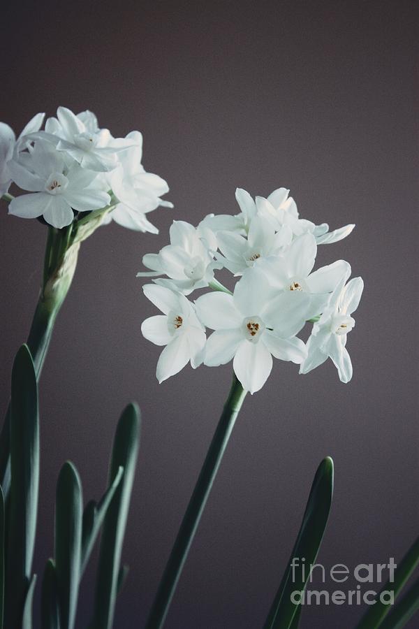 Beautiful Bloomer Photograph by Marcia Breznay