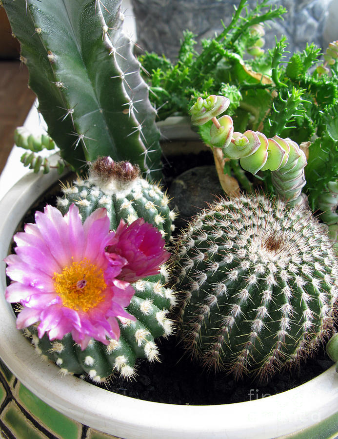 Nature Photograph - Beautiful Blooming Cactuses by Ausra Huntington nee Paulauskaite