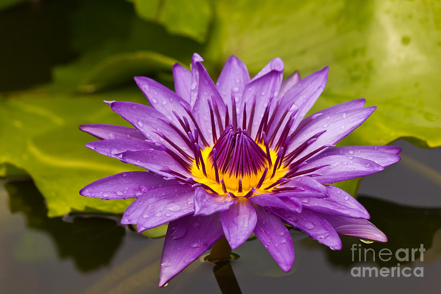 Garden Photograph - Beautiful blooming violet water lily by Tosporn Preede