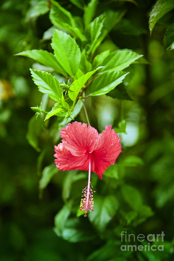 Nature Photograph - Beautiful Blossom by Gina Koch
