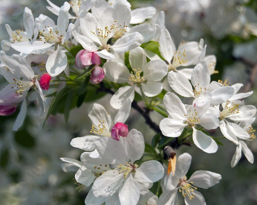 Flowers Still Life Photograph - Beautiful Blossoms 2 by Leslie Cruz