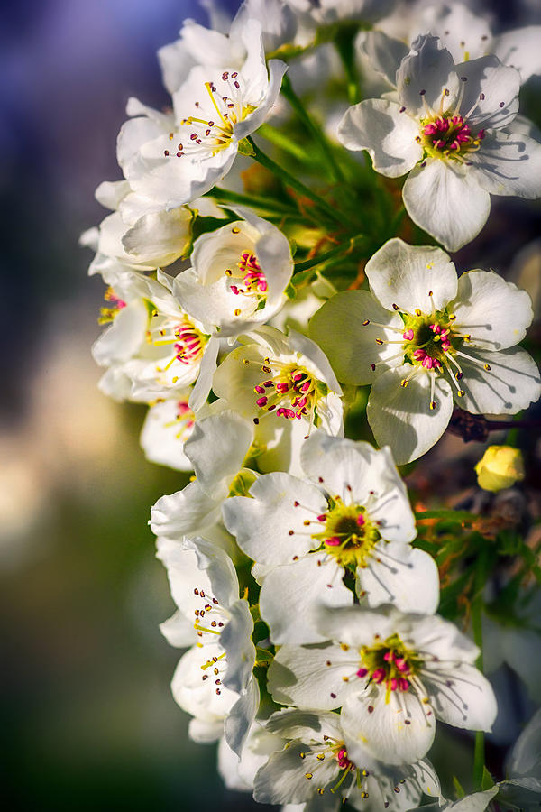 Beautiful Blossoms Photograph by Sennie Pierson