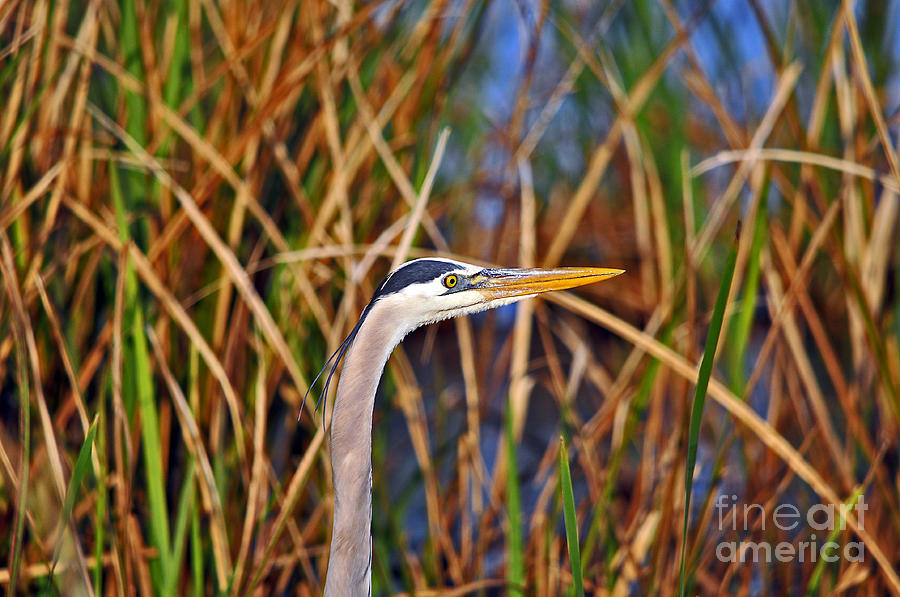Heron Photograph - Beautiful Blue by Al Powell Photography USA