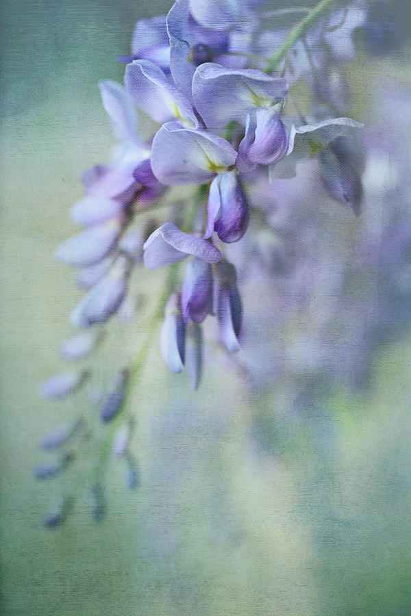 Beautiful Blue by Annie Snel Beautiful Blue by Annie Snel