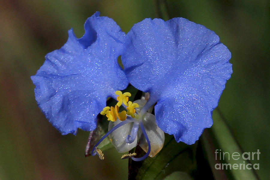 Beautiful Blue - Erect Dayflower Photograph by Meg Rousher