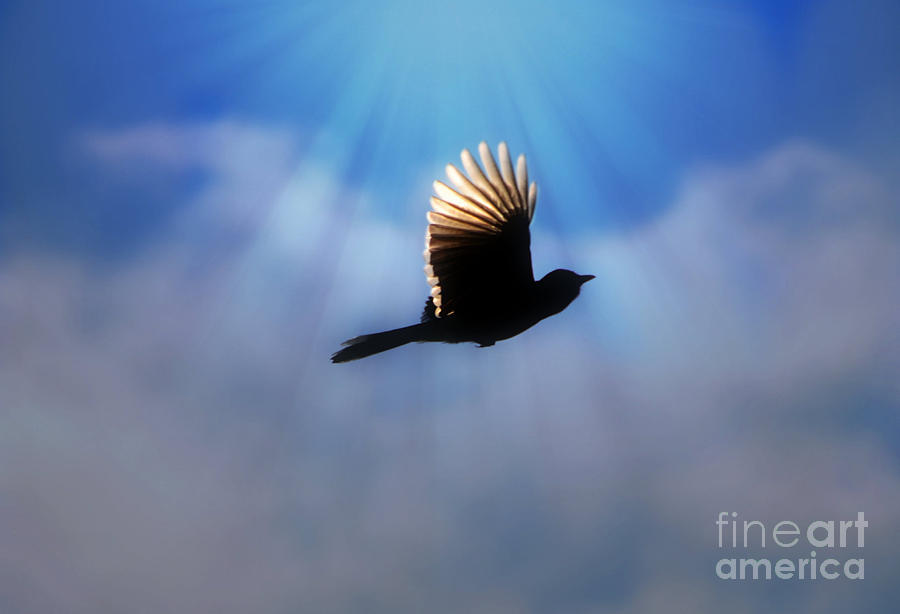 Beautiful Blue Jay In Flight Silhouette Photograph by Peggy Franz