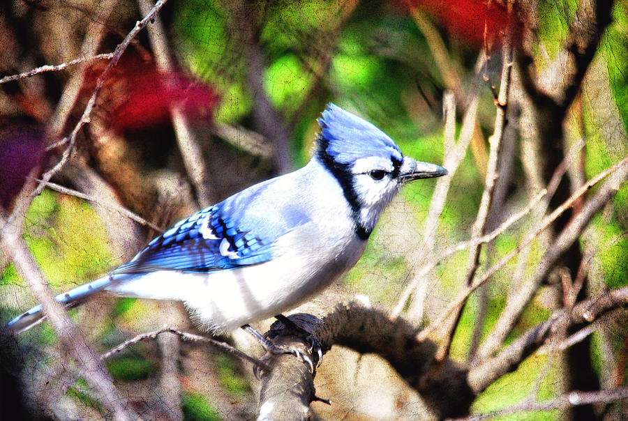Beautiful Blue Jay with Texture Photograph by Trina  Ansel