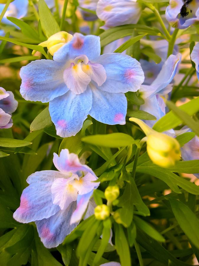 Beautiful Blue Larkspur Photograph by Cynthia Woods - Pixels