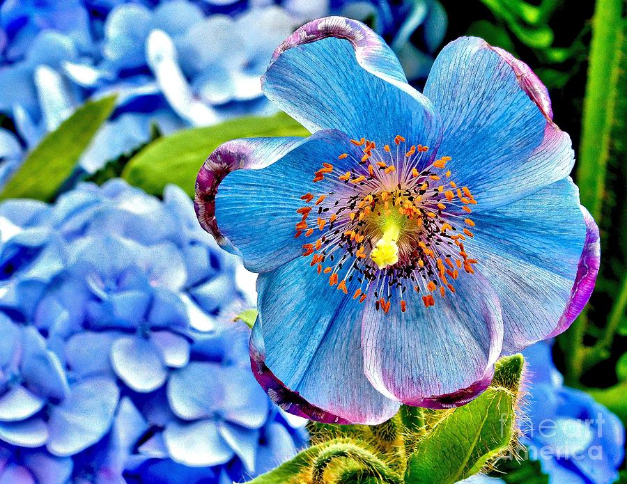 Beautiful Blue Orchid Photograph by Nick Zelinsky Jr - Fine Art America