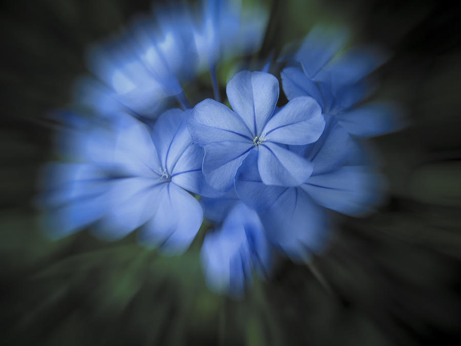 Beautiful Blue Photograph by Penny Lisowski