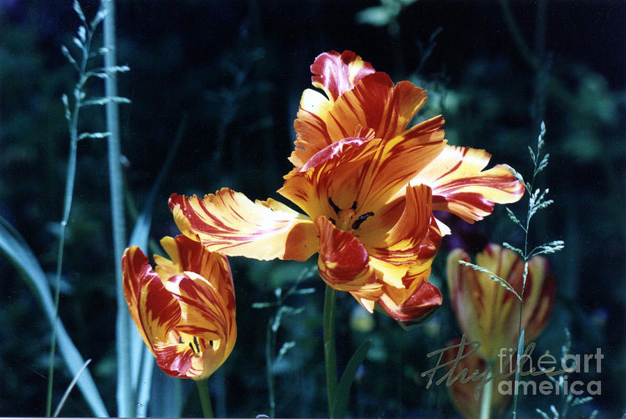 Gorgeous Tulip Photograph by Phyllis Kaltenbach