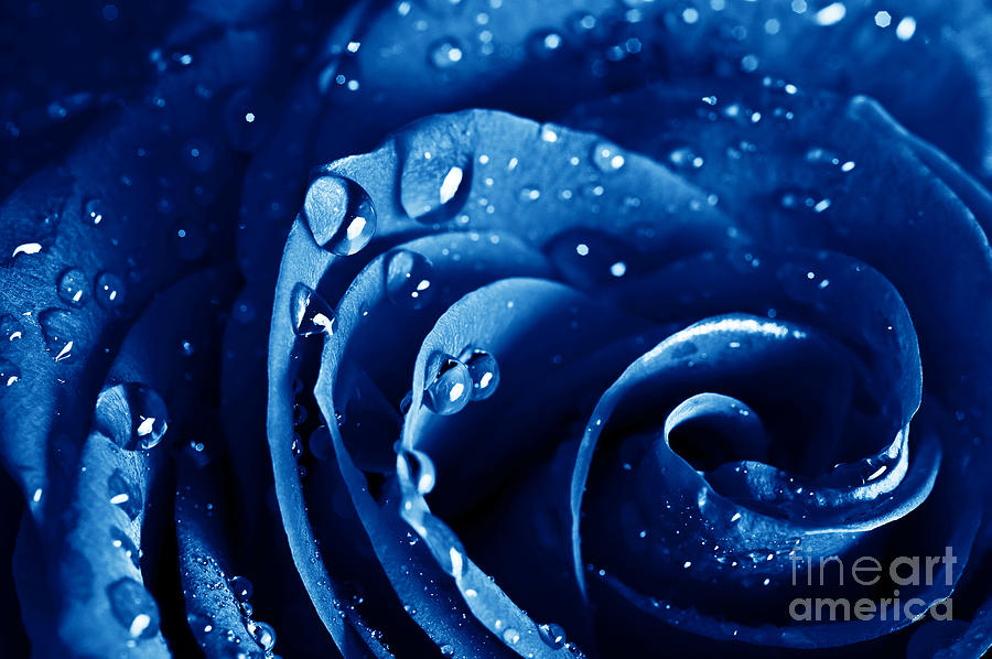Beautiful Blue Roses Photograph by Boon Mee