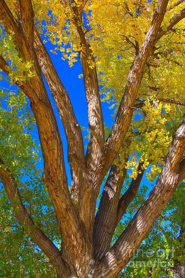 Beautiful Blue Sky Autumn Day Photograph