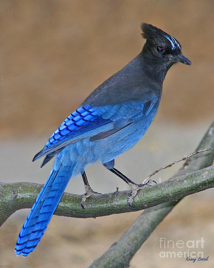 Beautiful Blue Stellar's Jay Photograph by Kenny Bosak