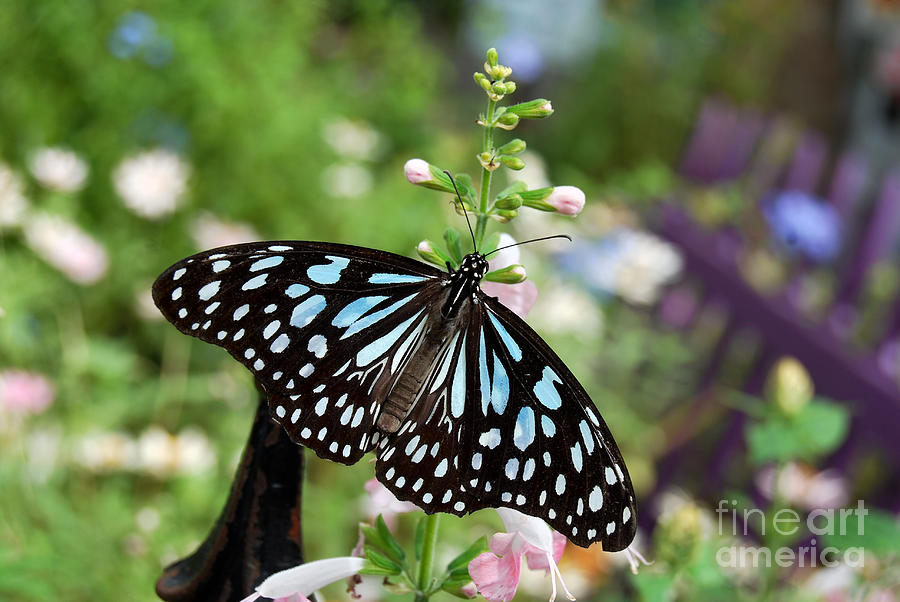 Butterfly Digital Art - Beautiful Blue Tiger Butterfly by Eva Kaufman