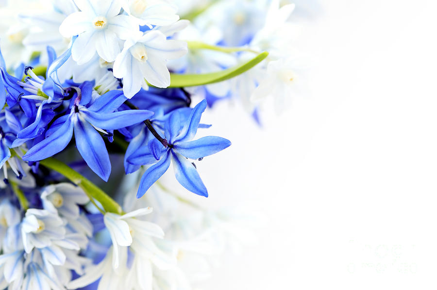 Flowers Still Life Photograph - Beautiful Blue white Flower by Boon Mee