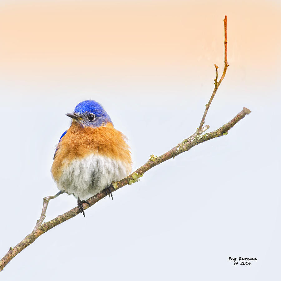 Bluebird Photograph - Beautiful Bluebird by Peg Runyan