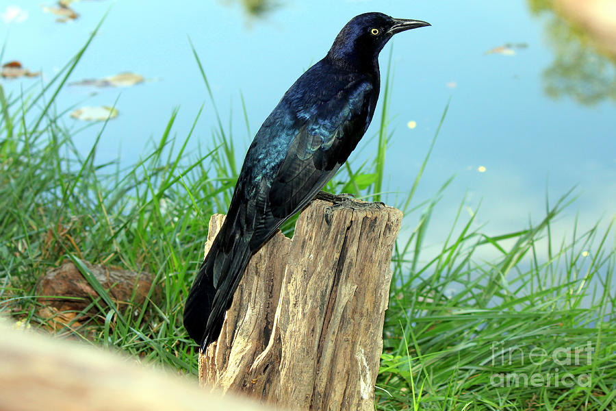 Beautiful Boat-tailed Grackle Photograph by Kathy  White