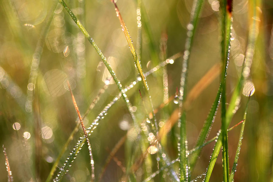 Beautiful Bonanza Of Bokeh Photograph by Carolyn Fletcher - Fine Art ...