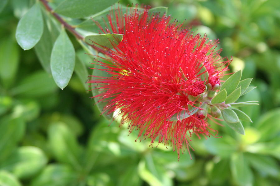 Beautiful Bottle Brush Flower With Garden Background  Photograph by Taiche Acrylic Art