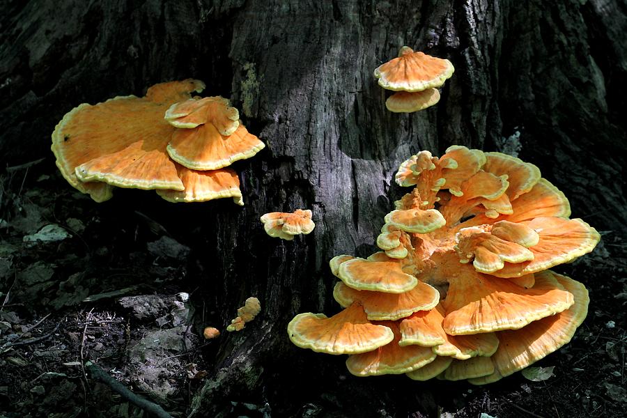 Beautiful Bracket Fungus Photograph by Doris Potter