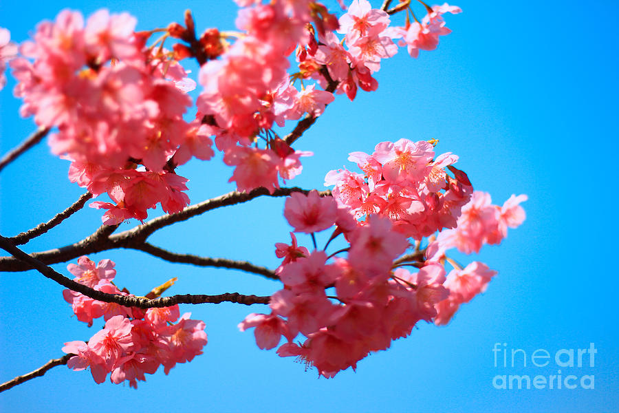 Beautiful Bright Pink Cherry Blossoms Against Blue Sky in Spring Photograph by Beverly Claire Kaiya