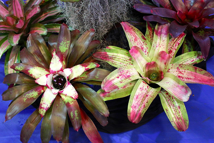 Beautiful Bromeliads Photograph by Alice Terrill