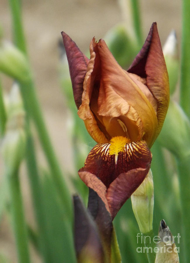 Beautiful Brown Bearded Iris Photograph by Brenda Brown