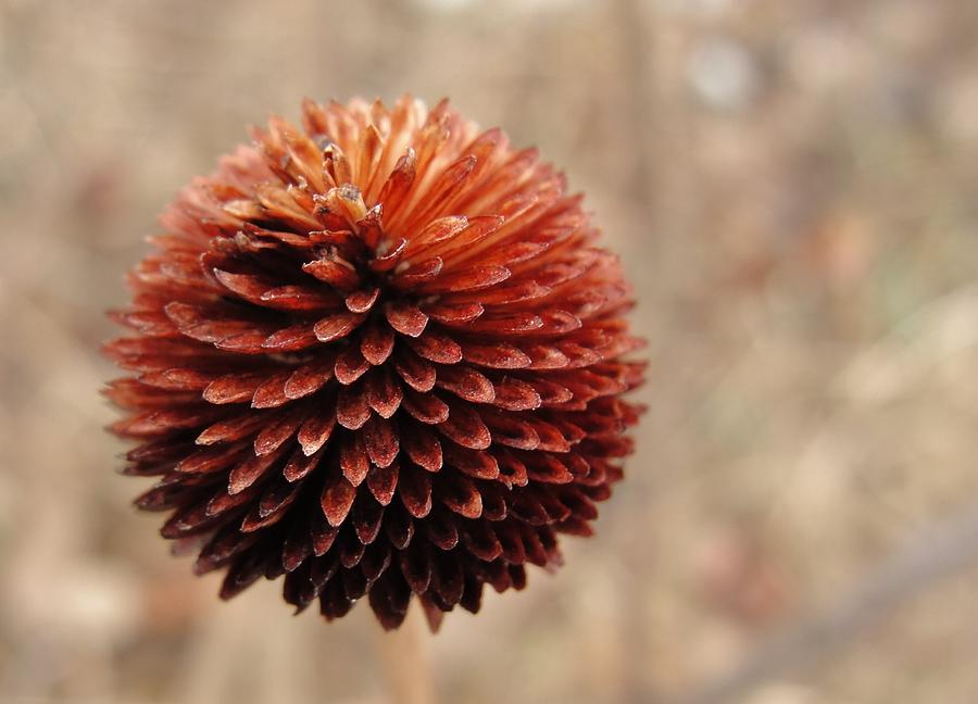 Winter Photograph - Beautiful Brown Eyed Susan Seeds by Dawn Hagar