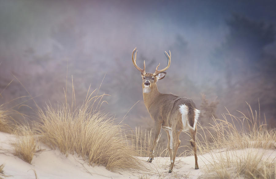 Beautiful Buck Deer Looking Back in Gorgeous Setting at Fire Island National Seashore Photograph by Vicki Jauron, Babylon and Beyond Photography
