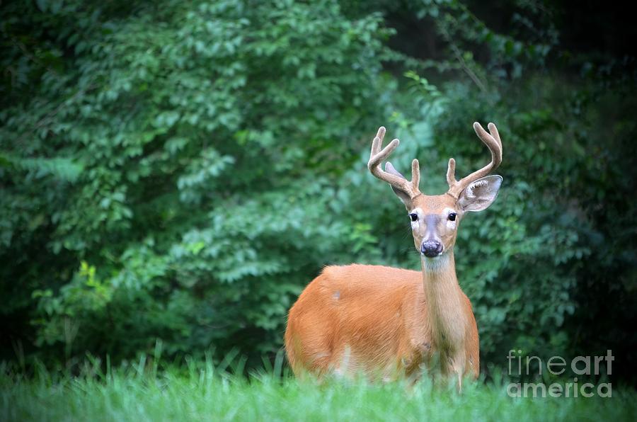 Beautiful Buck  Photograph by Peggy Franz