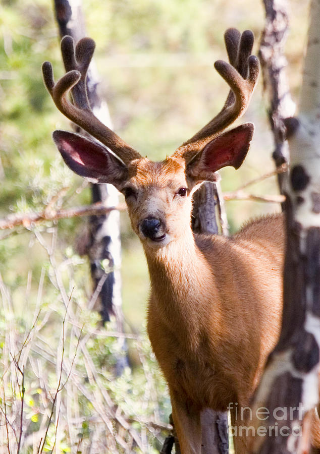 Beautiful Buck Photograph