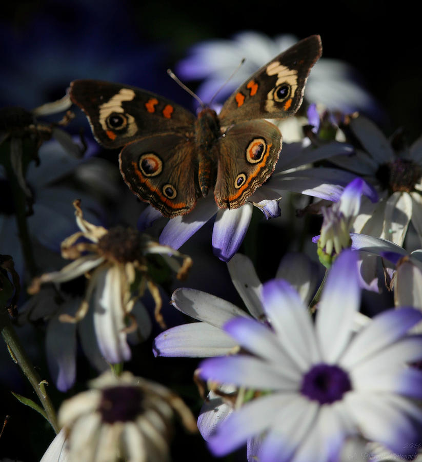 Beautiful Buckeye Butterfly Photograph by Aaron Burrows
