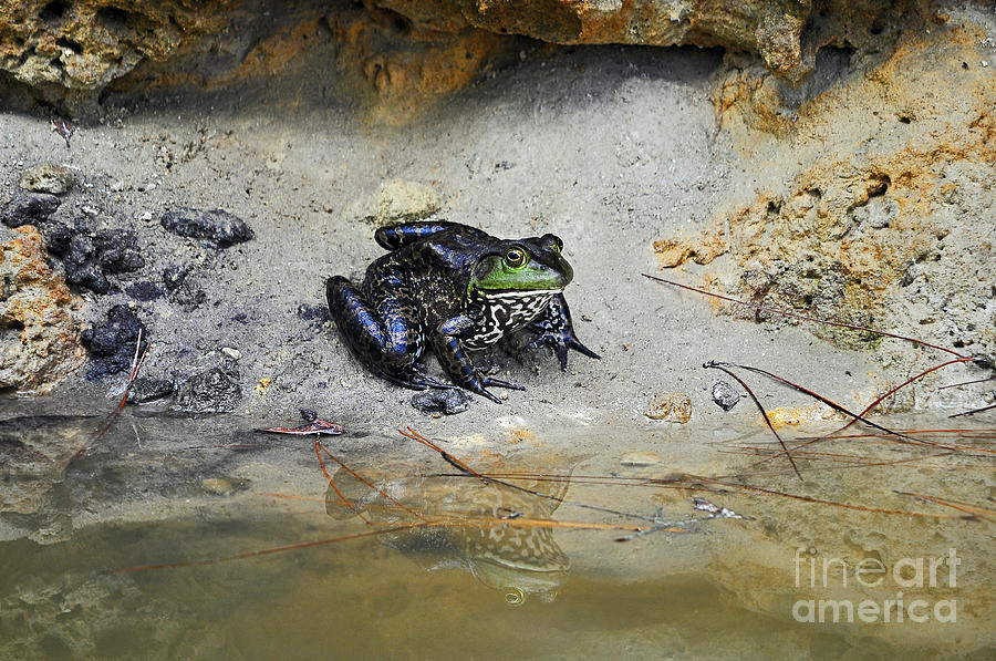 Beautiful Bullfrog Photograph by Al Powell Photography USA