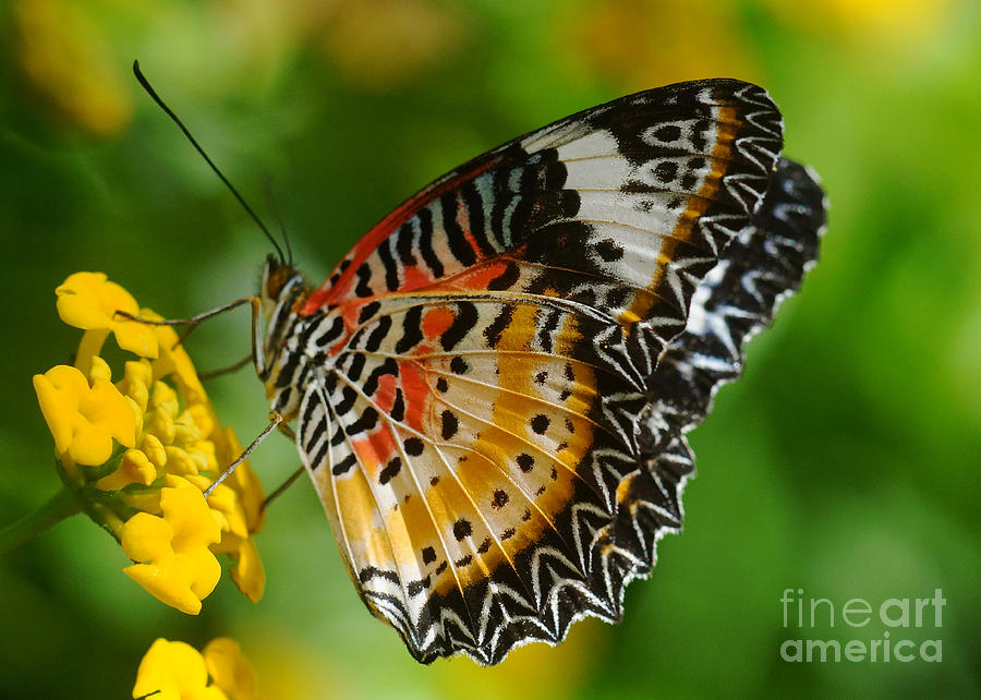 Leopard Lacewing Photograph by Rudi Prott