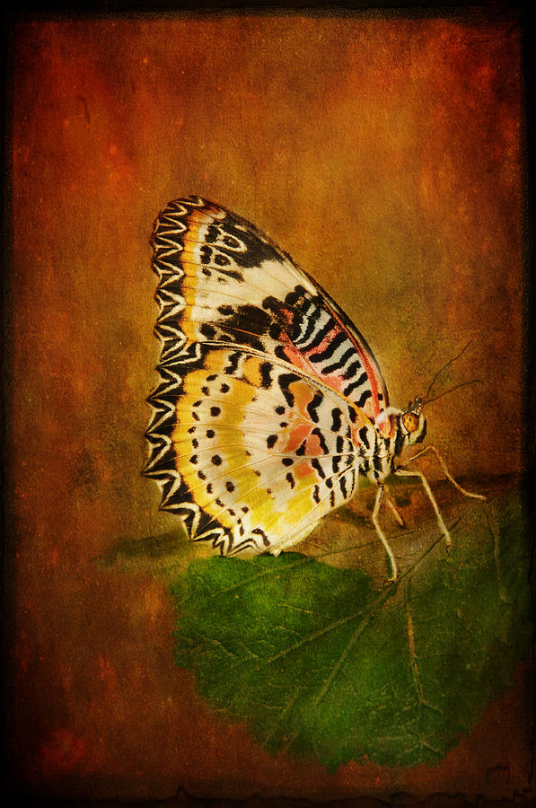 Beautiful Butterfly Photograph by Barbara Manis