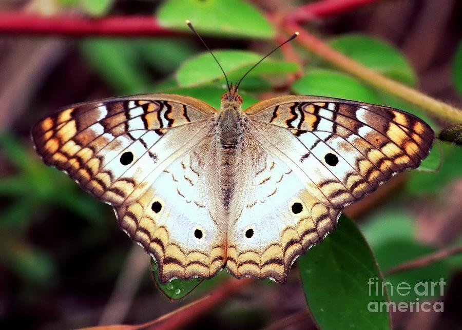 Beautiful Butterfly Photograph by Carol Groenen