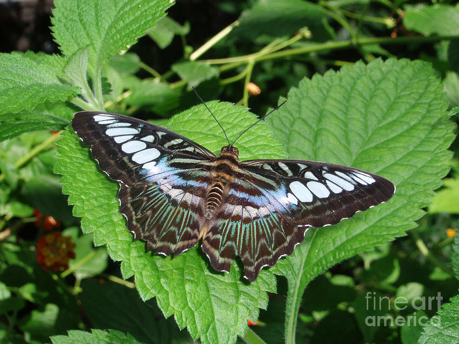 Beautiful Butterfly Photograph by Debra Thompson