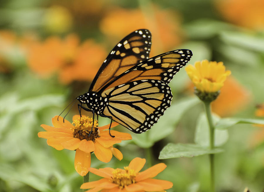 Beautiful Butterfly Feeding Photograph by Gary Slawsky