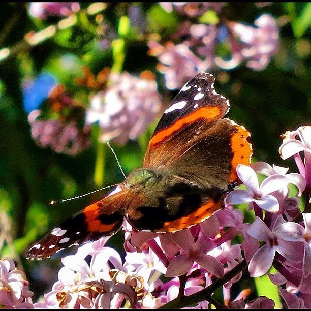 Butterfly Photograph - Beautiful Butterfly in a tree by Aran Ackley