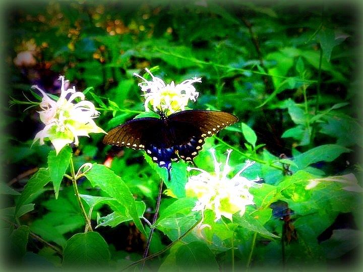 Beautiful Butterfly Photograph by Lisa Wooten