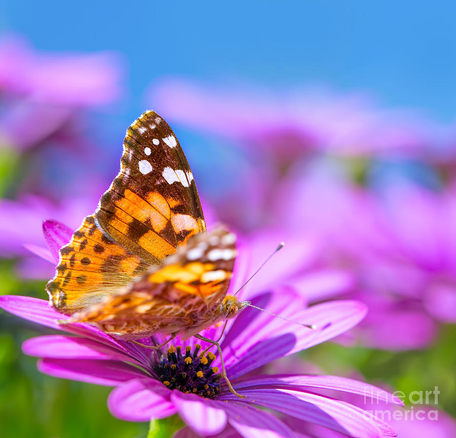 Beautiful butterfly on purple flower Photograph by Anna Om
