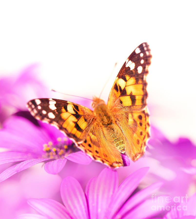 Beautiful butterfly on the flower Photograph by Anna Om