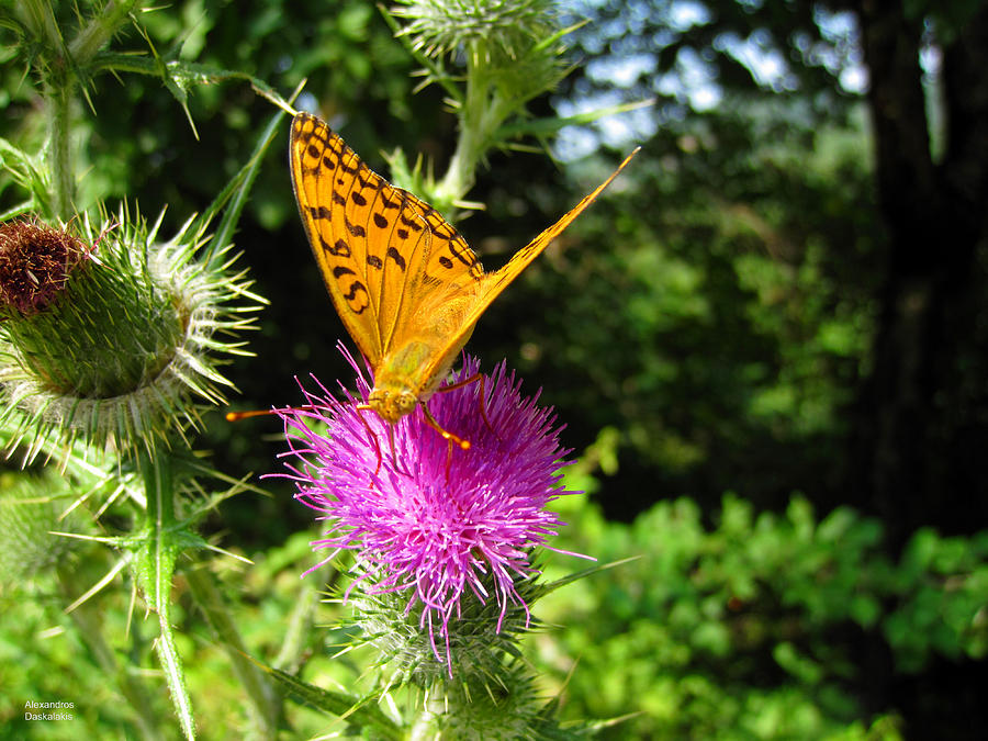 Beautiful butterfly on Thistle Photograph by Alexandros Daskalakis
