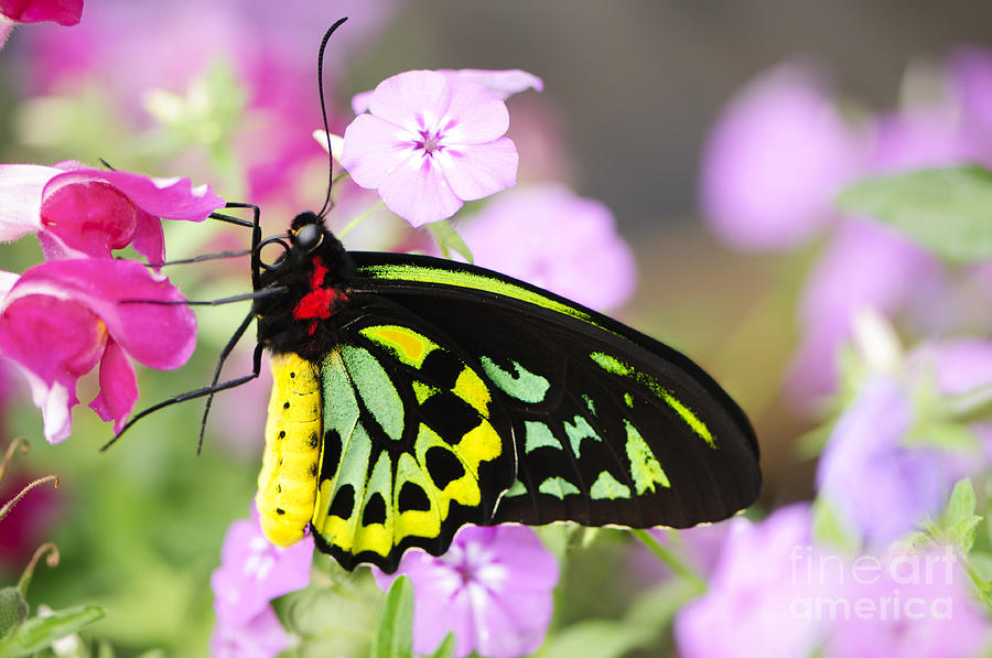 Beautiful butterfly Ornithoptera priamus Photograph by Oscar Gutierrez