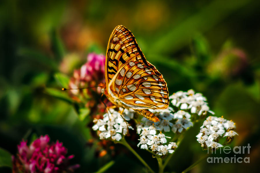 Butterfly Photograph - Beautiful Butterfly by Robert Bales