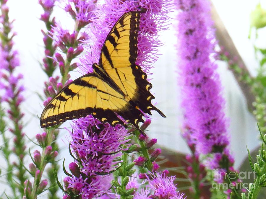 Beautiful Butterfly Photograph by Scott Cameron