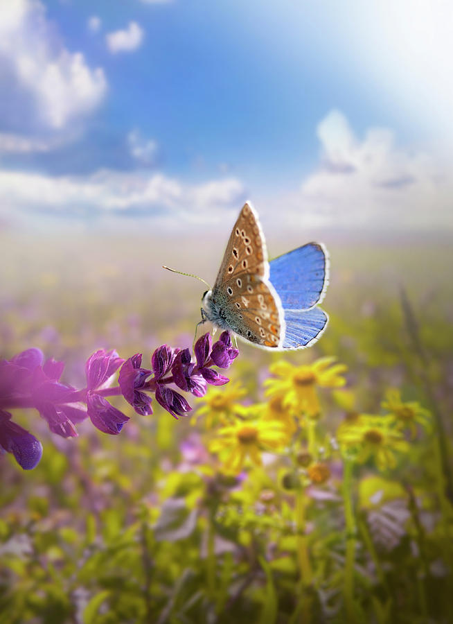 Beautiful  Butterfly Photograph by Zeljkosantrac