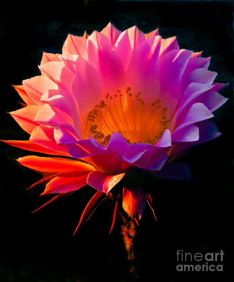 Inspirational Photograph - Beautiful Cactus by Robert Bales