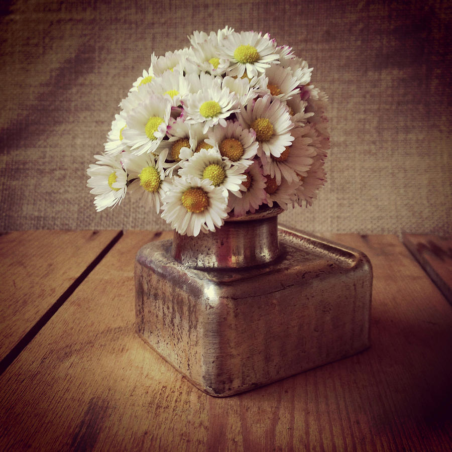 Beautiful Camomile Flowers Photograph by Yulia Reznikov